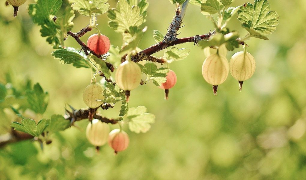 Dlaczego uprawiamy krzewy owocowe w ogrodach?