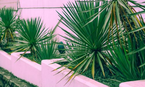 Yucca Propagation